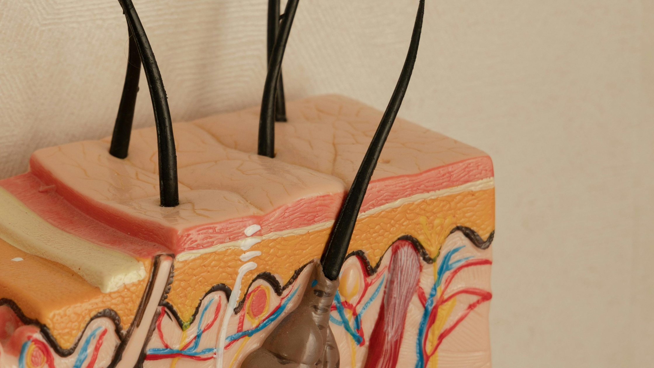 Break In Skin Breaking Down the 5 Layers of Your Skin (and Why It Matters) – SL Medical